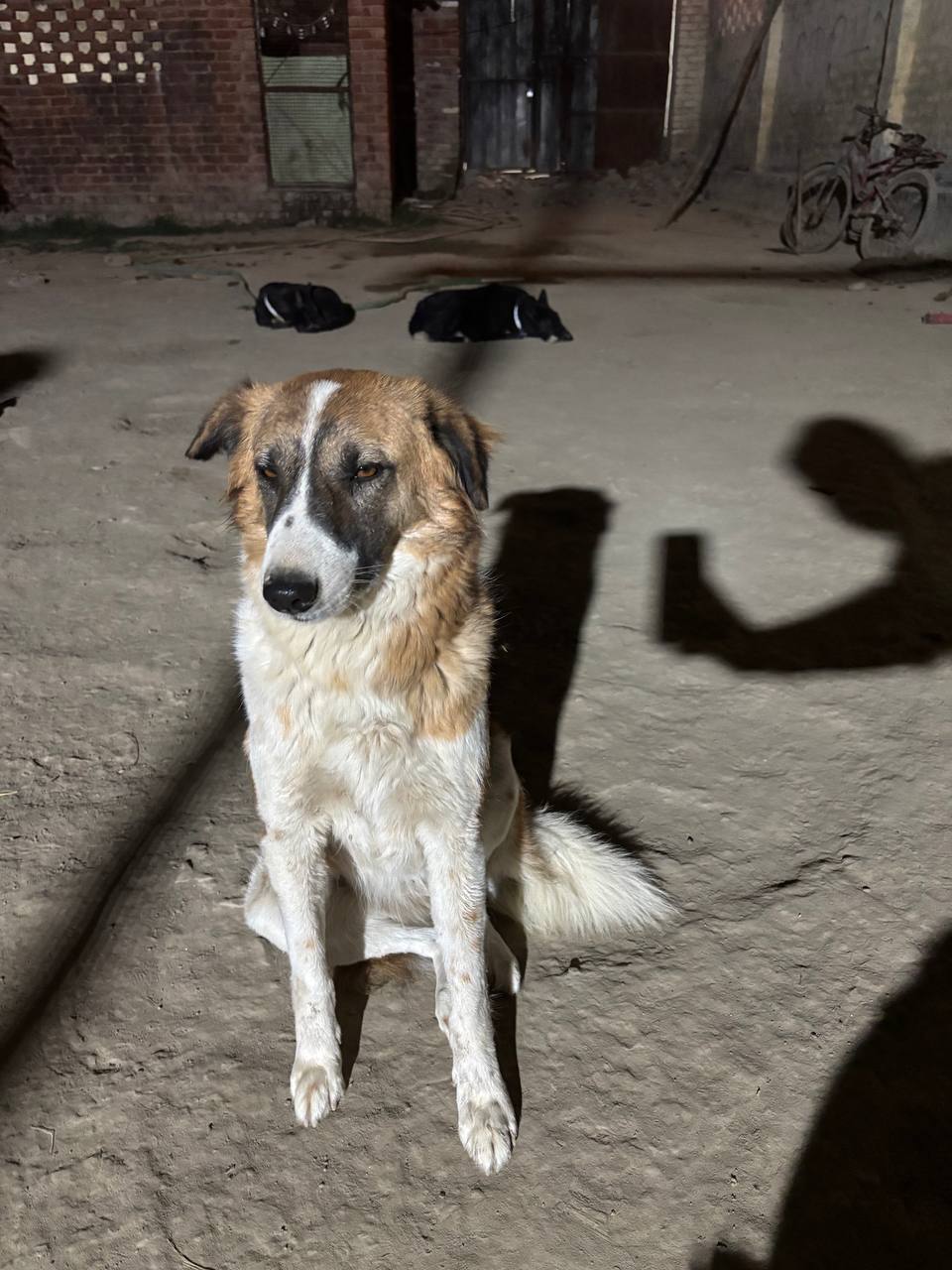 Shelter moment
